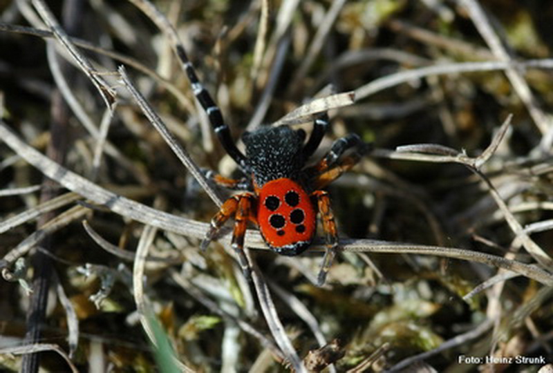 Rote Röhrenspinne